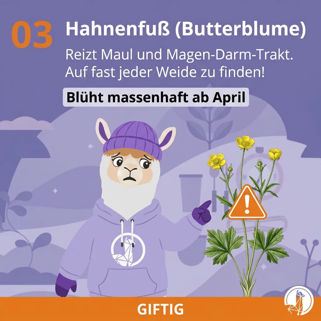 Boterbloem (Ranunculus) – te vinden op vrijwel elke vochtige alpacaweide