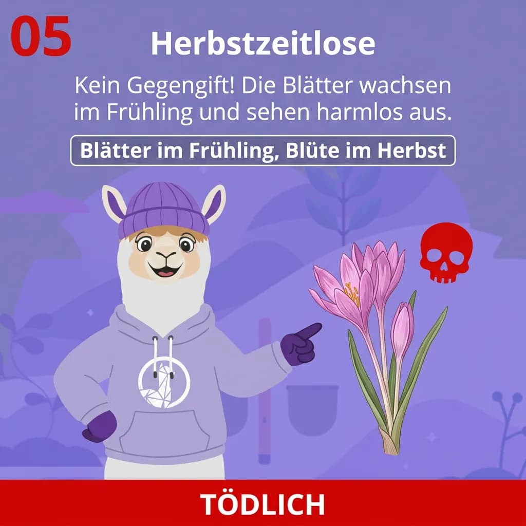 Herfsttijloos (Colchicum autumnale) – ook in hooi zeer giftig voor alpaca’s