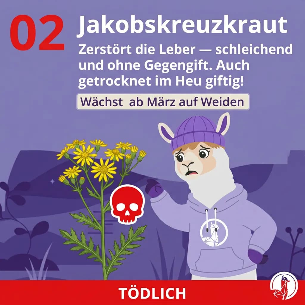Jakobskruiskruid (Senecio jacobaea) – sluipende leververgiftiging bij alpaca’s door besmet hooi